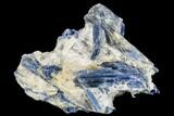 Vibrant Blue Kyanite Crystal Cluster - Brazil #113492-1